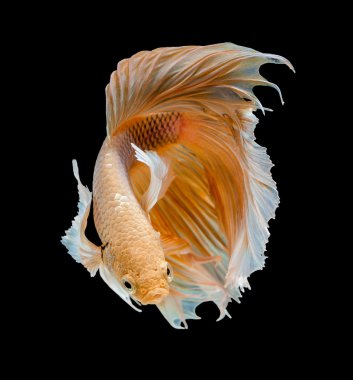 Siyam mücadele balık çok güzel