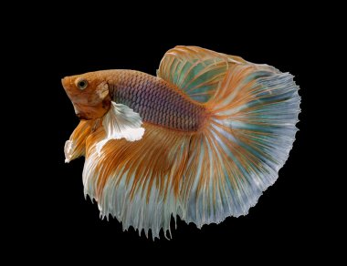 Daha iyi altın balık