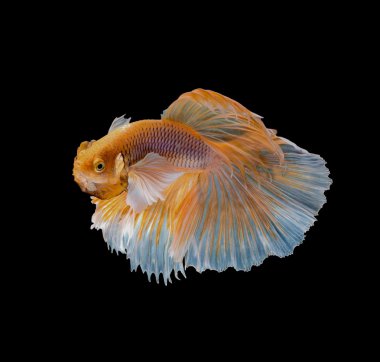 makro altın Siyam mücadele balık, daha iyi balık