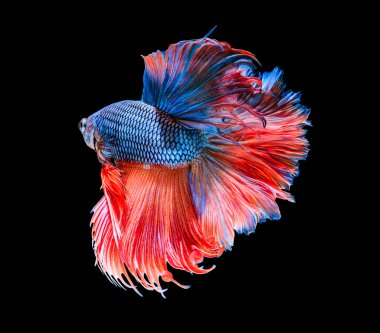 Siyam balığı hareket makro