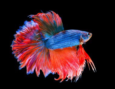 fghting balık taşıma portre