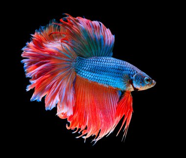 küçük Siyam Balığı