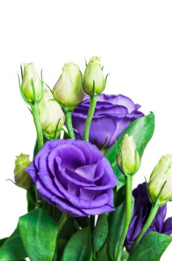 Makro güzel Menekşe çiçek