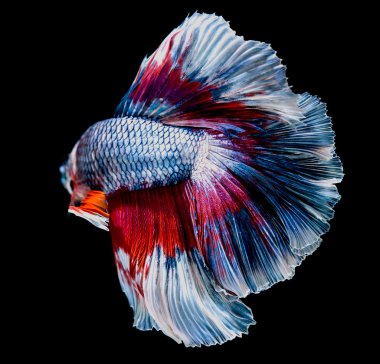 Makro siam balık mücadele