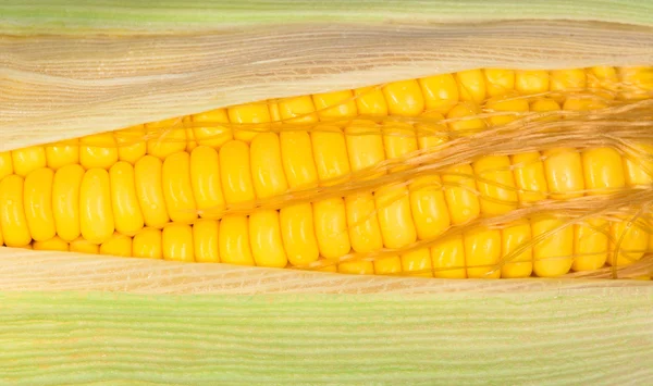 Macro Fresh raw corn — Stock Photo, Image