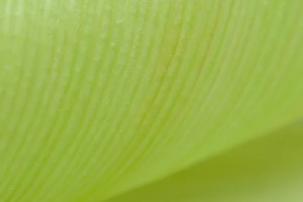 Abstract leaves corn — Stock Photo, Image