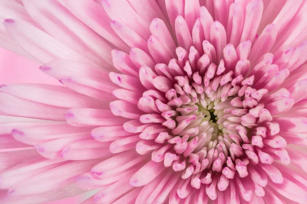 Macro rosa crisantemo fondo de flores — Foto de Stock