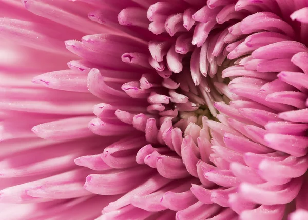 Flor de crisantemo abstracto — Foto de Stock