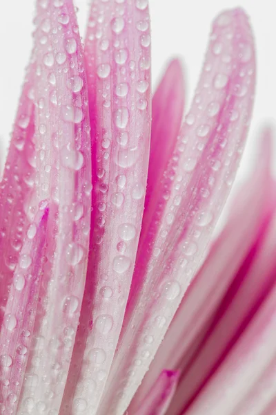 Macro rosa crisantemo flor fondo y gota de agua — Foto de Stock