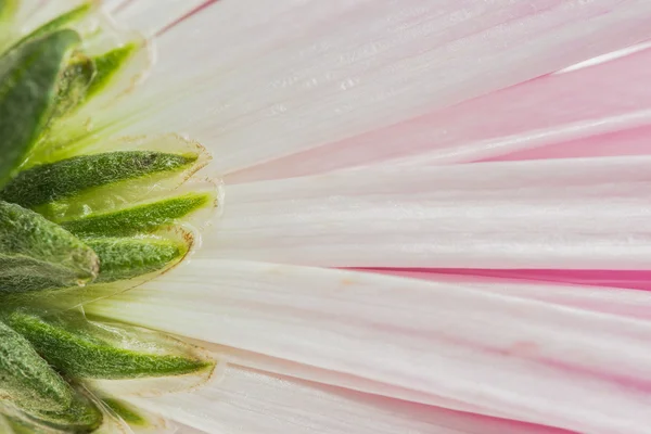 Makro kwiat chryzantemy — Zdjęcie stockowe