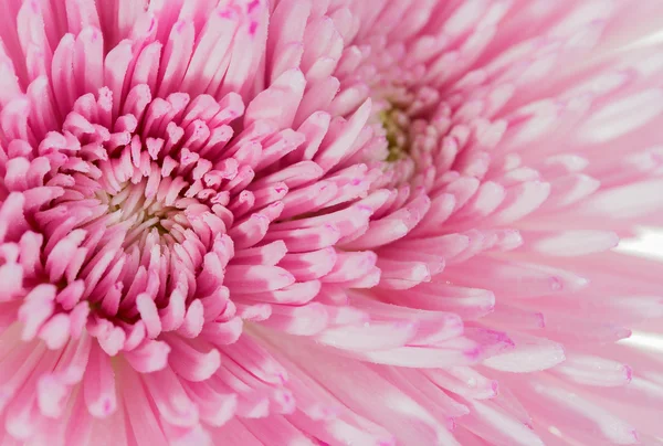 Hermoso ramo de crisantemos de flores y gotas de agua — Foto de Stock