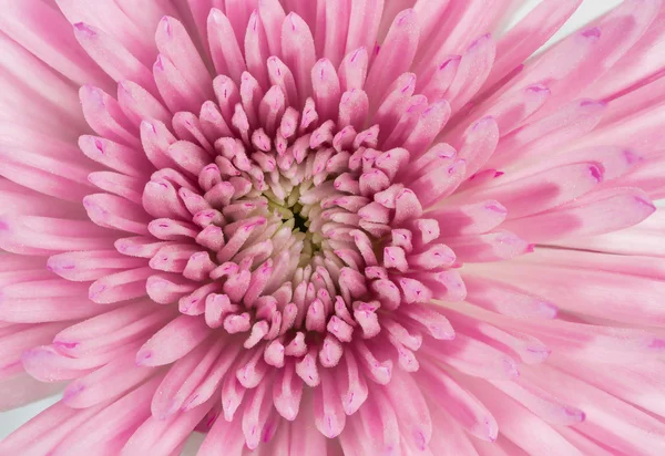 Flor de crisantemo rosa fresco en el jardín — Foto de Stock