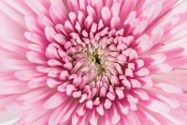 Macro hermosa flor — Foto de Stock
