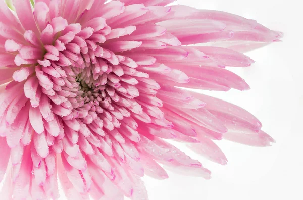 Krople wody makra na różowy kwiat chryzantemy — Zdjęcie stockowe