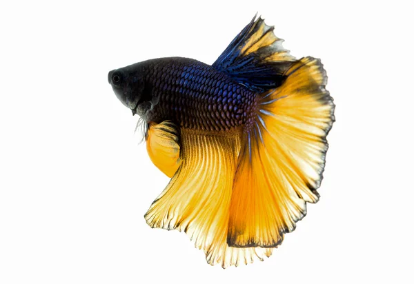Makro gula och svarta siam fighting fisk — Stockfoto