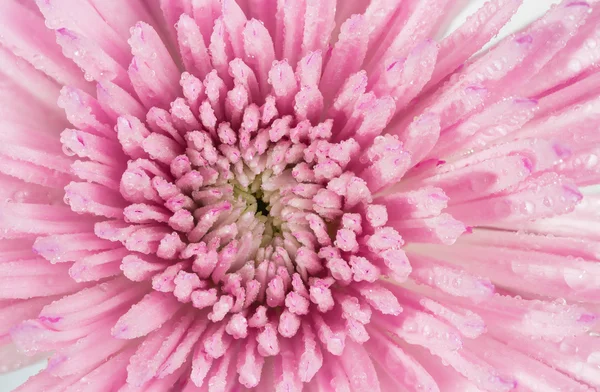 Hermosa flor rosa y gotas de agua — Foto de Stock