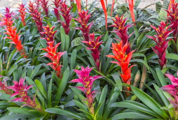 Beautiful  pineapple flower — Stock Photo, Image