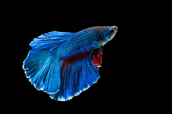 Betta-Fische, siamesische Kampffische — Stockfoto