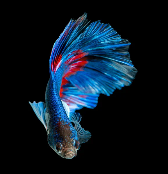 Голубая рыба Бетта, сиамская боевая рыба — стоковое фото