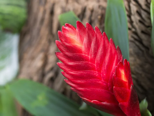 파인애플 꽃 색 — 스톡 사진