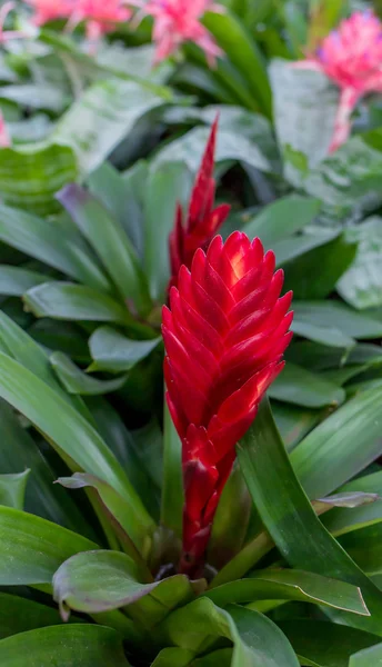 Flor de abacaxi vermelho — Fotografia de Stock