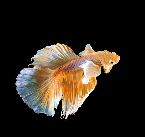 Прекрасная золотая рыба — стоковое фото