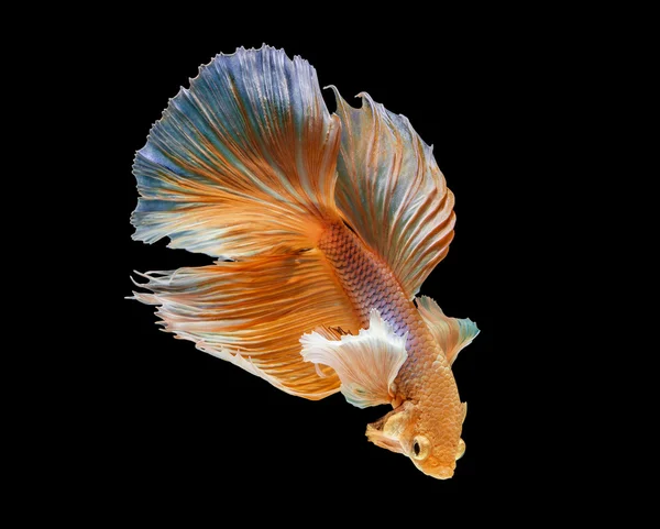 Macro action of siamese fighting fish — Stock Photo, Image