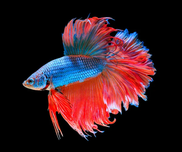 Красная и синяя сиамская боевая рыба — стоковое фото