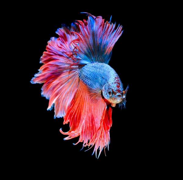 Texture of tail siamese fighting fish — Stock Photo, Image