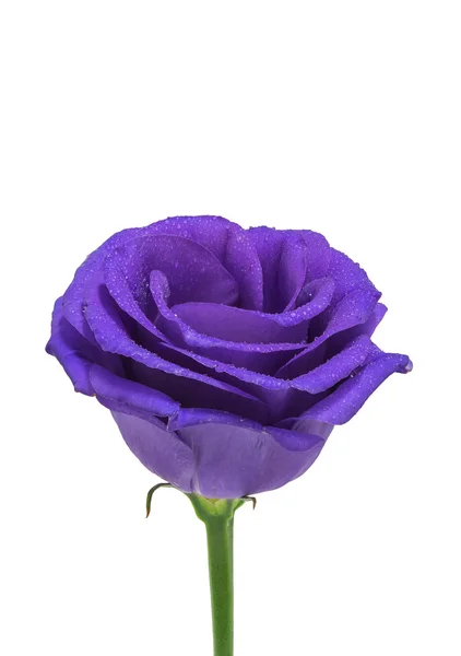 Violette frische Blüte — Stockfoto