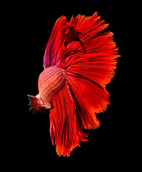 Abstrakt röd vackra svans av fisk — Stockfoto