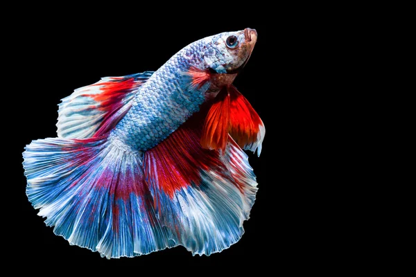 Vackra och färgstarka siam fighting fisk — Stockfoto