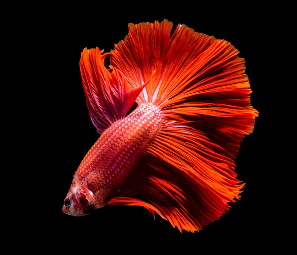 Макро красивый хвост из красной рыбы — стоковое фото