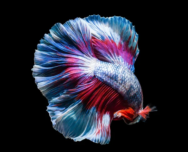 Ekor ikan makro yang indah — Stok Foto