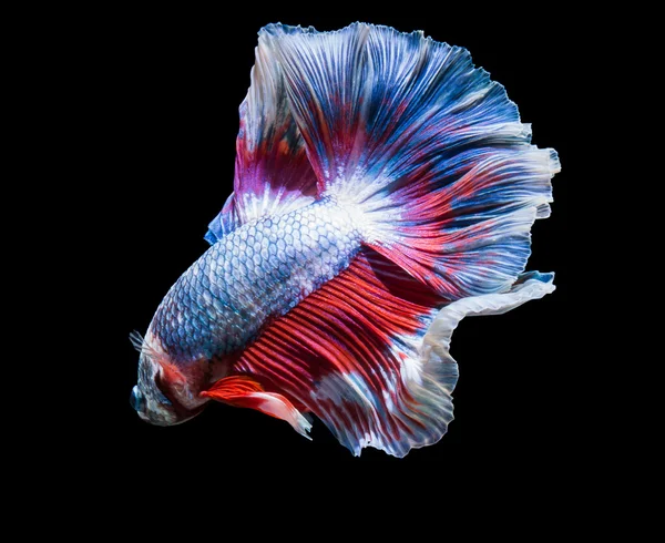 Blu combattimento pesce siam betta — Foto Stock