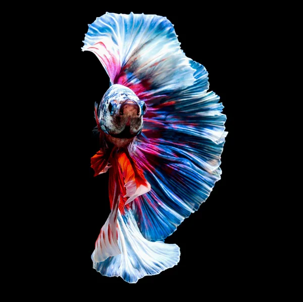 Piccolo bellissimo siam betta pesce — Foto Stock