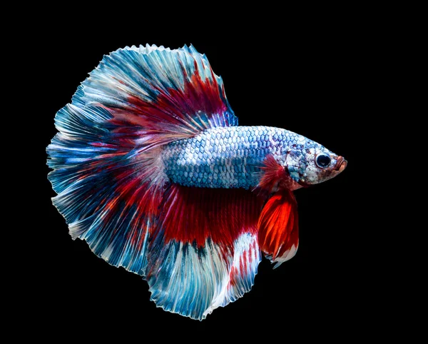 Makro röd & blå siam fisk — Stockfoto