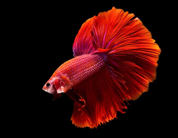 Macro red siam Fish — Stock Photo, Image