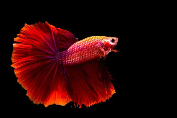 Roter Fisch siamesische Kampffische — Stockfoto