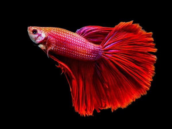 Macro red  siam fighting fish are swimming — Stock Photo, Image