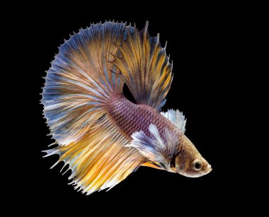 güzel sarı balık, Siyam mücadele balık