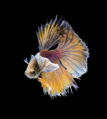 hareket Betta balık