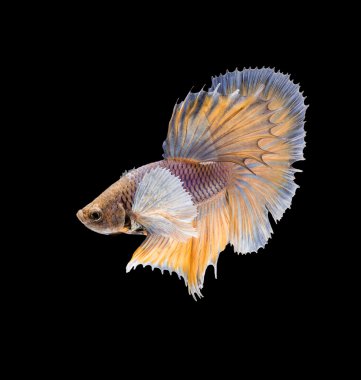 Sarı balık, Betta balık