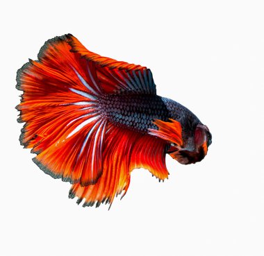 Siyam mücadele balık küçük balığı