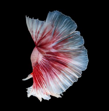 pembe Siyam mücadele balık, daha iyi balık