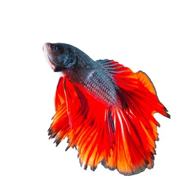 Siyam mücadele balık