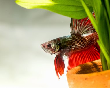 Siyam mücadele balık