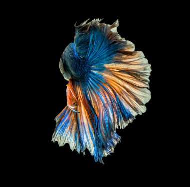 Siyam mücadele balık izole soyut hareketi 