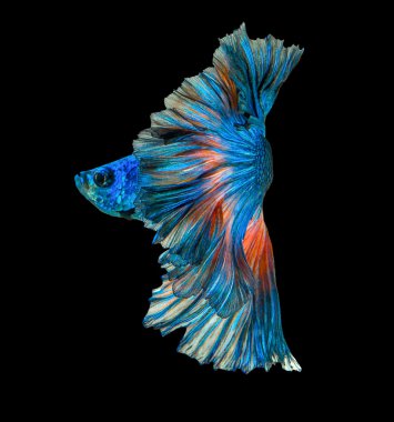 Makro daha iyi balık