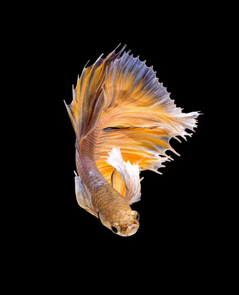 De bewegende moment van siamese vechten vis vangen — Stockfoto